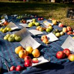 Degustační procházka sadem za starými odrůdami jabloní + ovocnářská poradna / 13.00