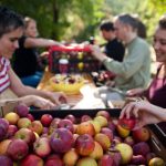 Jablkobraní / Samosběr v sadu Na Krutci 2025